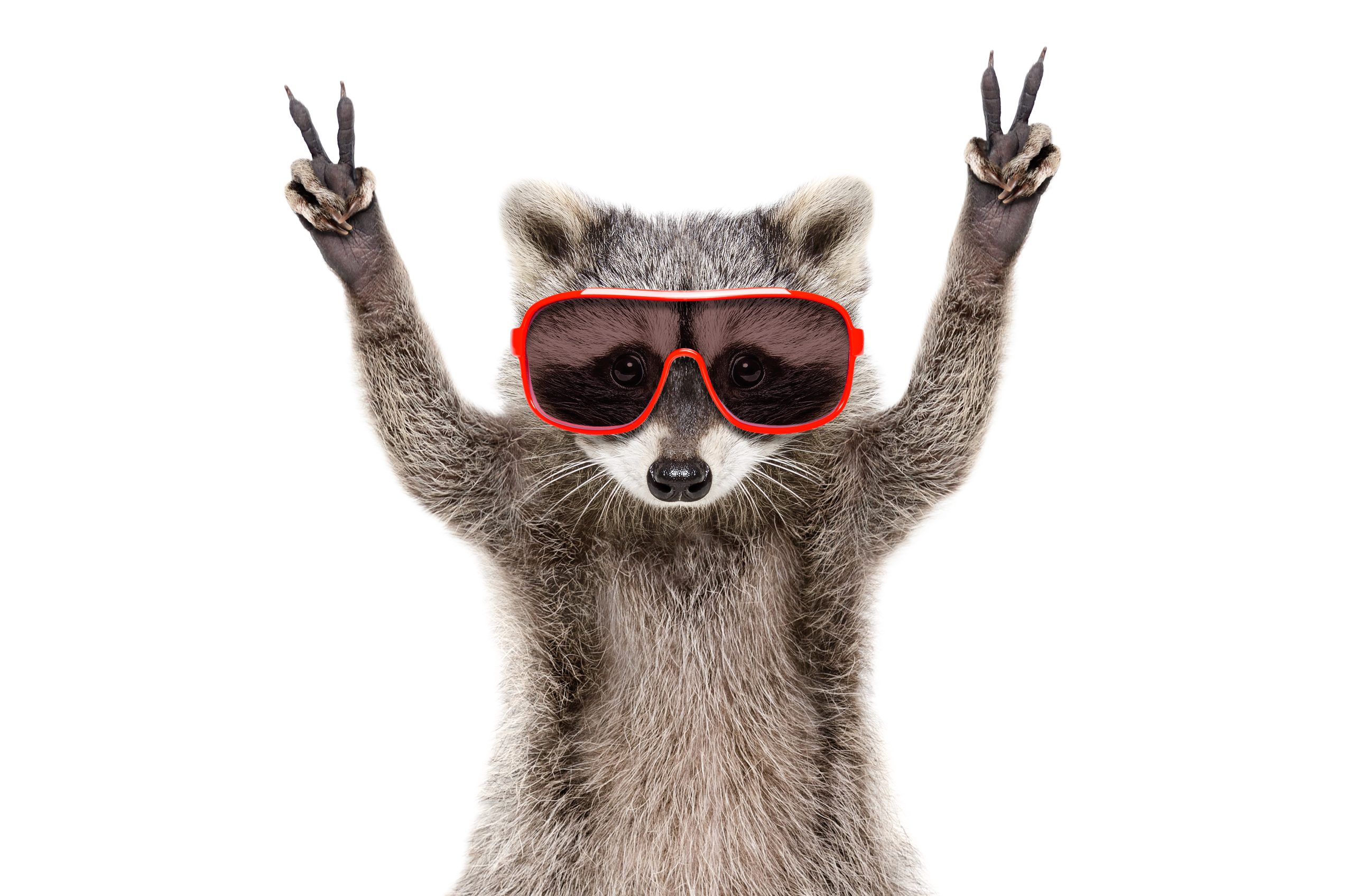 Portrait,Of,A,Funny,Raccoon,In,Sunglasses,,Showing,A,Sign