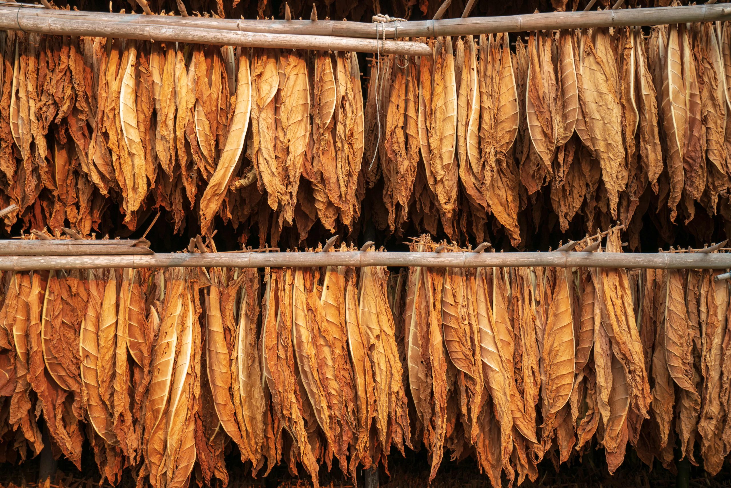Curing,Burley,Tobacco,Hanging,In,A,Barn.tobacco,Leaves,Drying,In