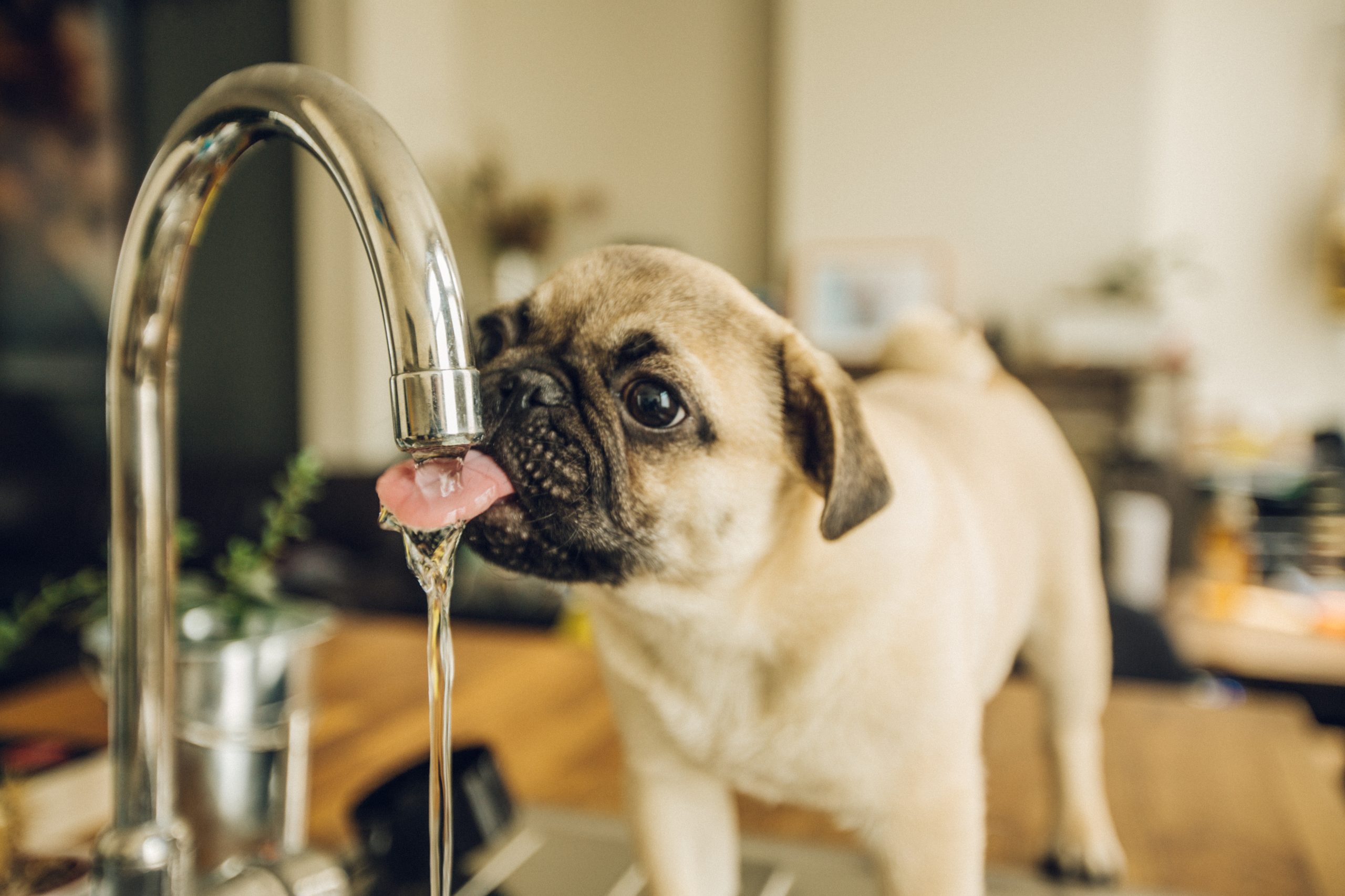 Pug,Puppy,Drinking,Water,From,The,Tab