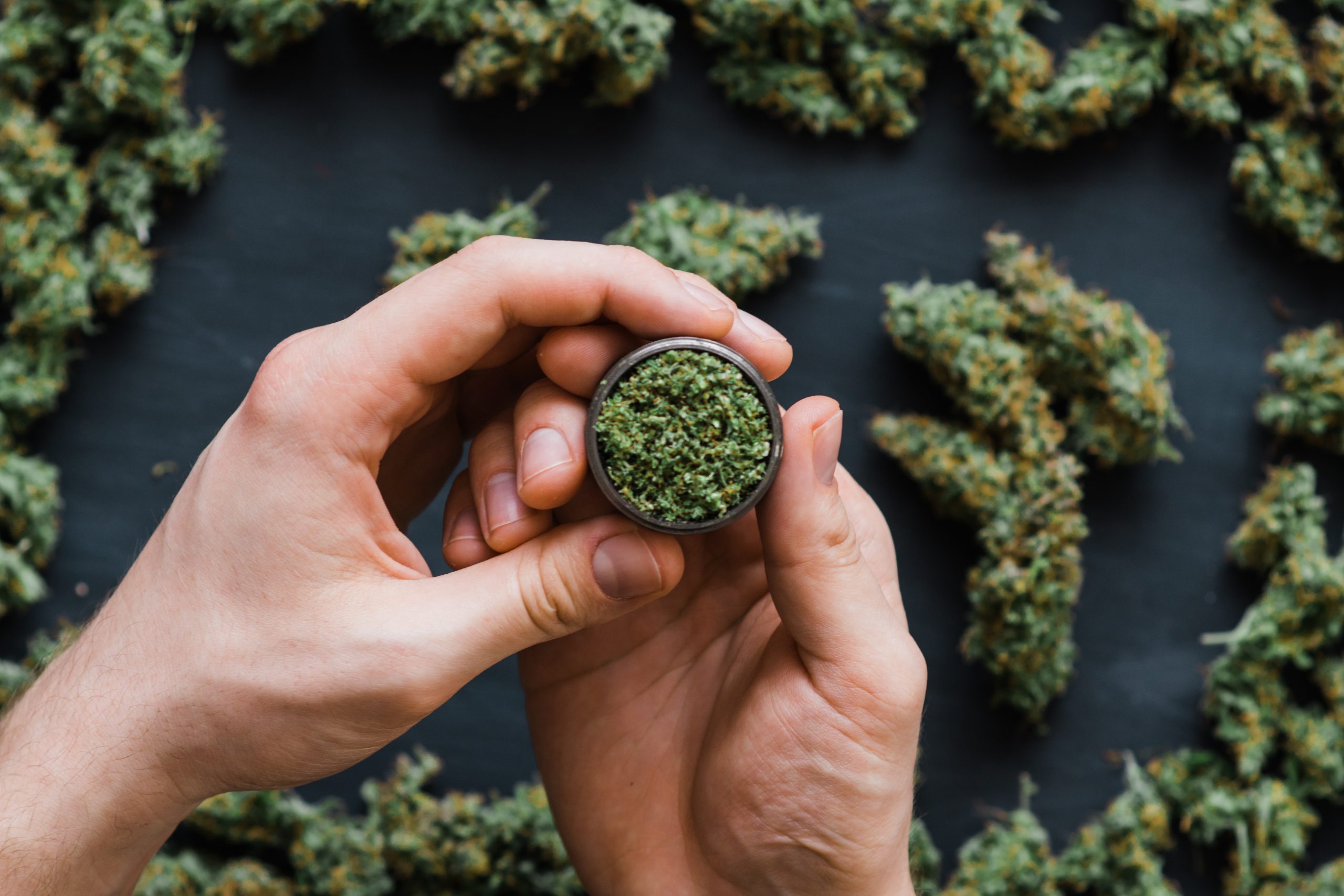 Grinder,A,Lot,Of,Marijuana,,Fresh,Buds,Of,Cannabis,Many